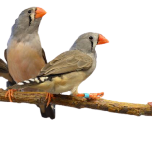 SHOP FINCHES